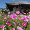 コスモスの咲く寺（０１）