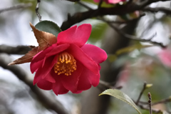 山茶花（６）