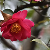 山茶花（６）