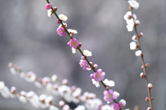 一つの木に二つの花（２）