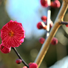 紅梅ー４