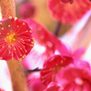 紅梅ー１