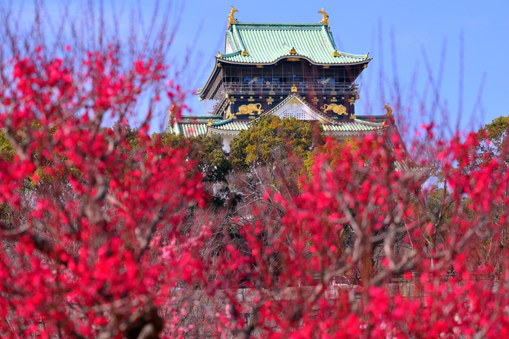 紅色に染まる梅林（１）
