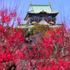 紅色に染まる梅林（１）
