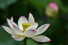 蓮の花　一輪（１）