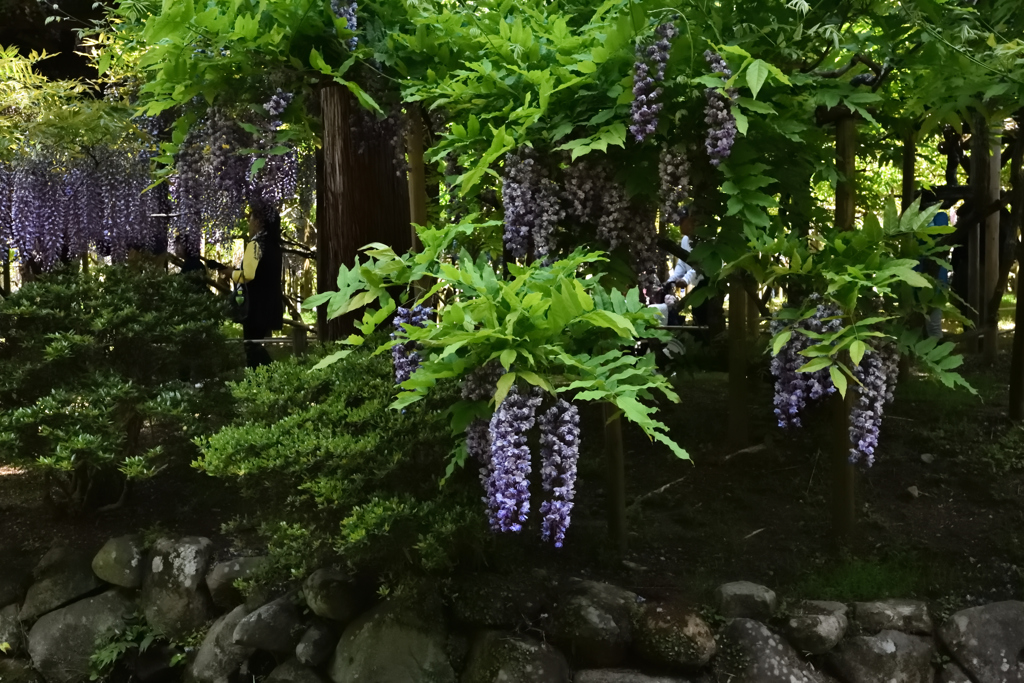 藤かおる萬葉植物園（８）