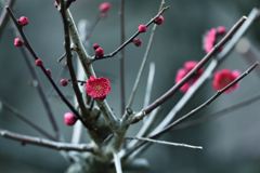 紅梅（９）