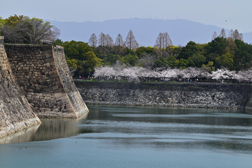 桜の咲く頃（４）