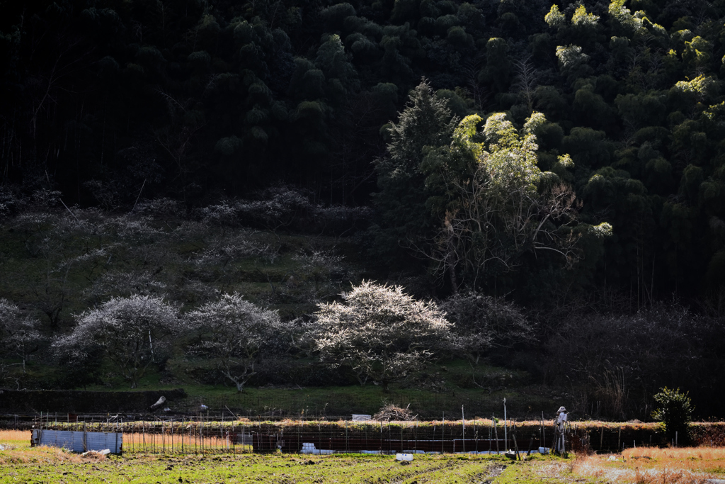 山里の梅林風景（９）