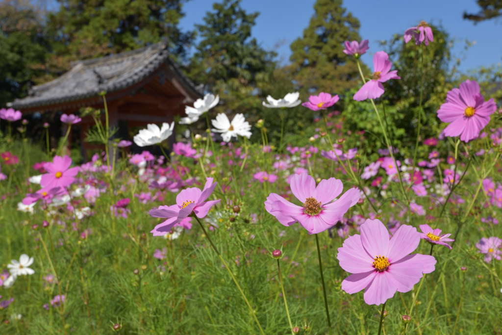 コスモス寺（１）