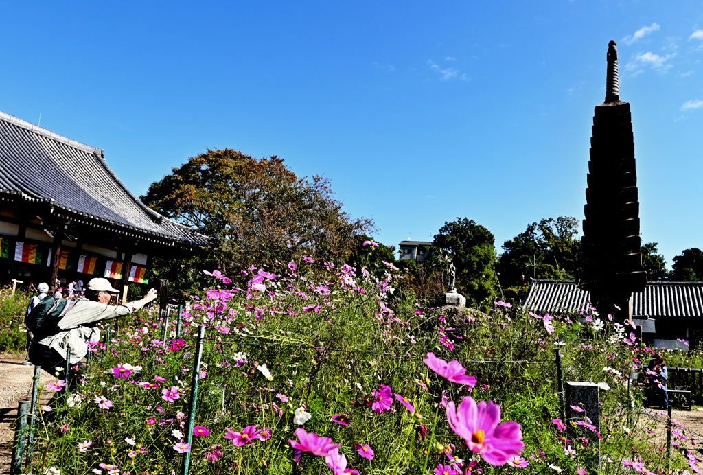 コスモス寺ー５