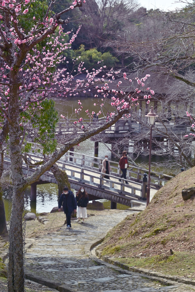 散歩の小道（１）