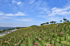 舞洲　ユリ園（３）