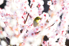 春の日差しの中で（４）