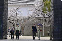 桜の咲く頃（６）