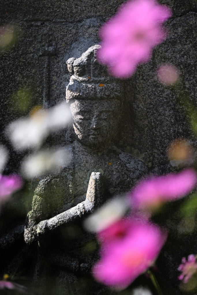 コスモス寺にて（１７）
