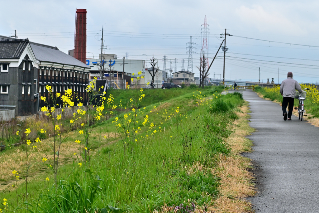 菜の花と酒蔵（４）