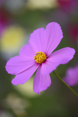 一輪の花
