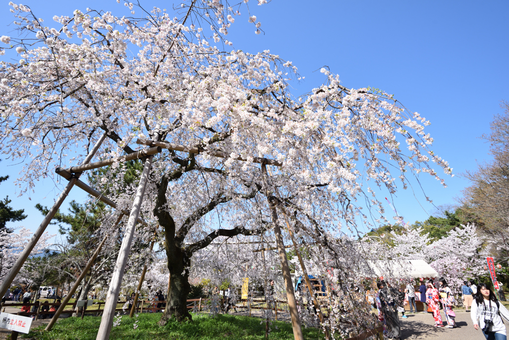 円山公園