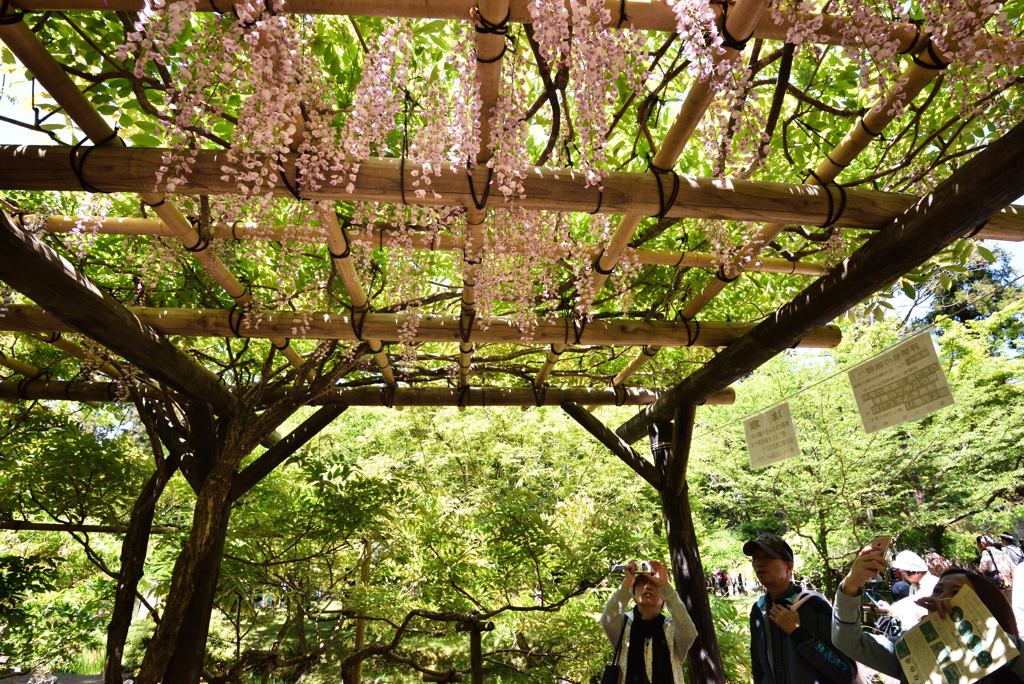 藤かおる萬葉植物園（１５）