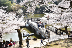 奈良公園の春（４）
