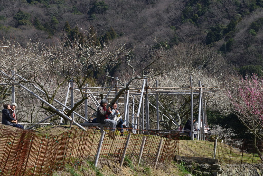 山里の梅林風景（２）