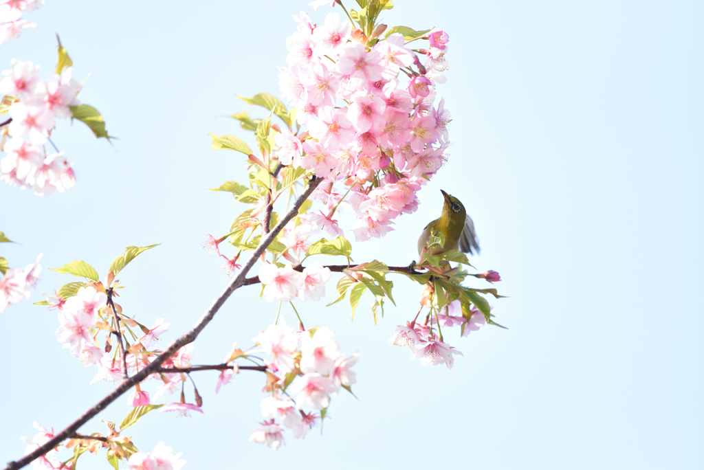 春の陽気に誘われて（１）