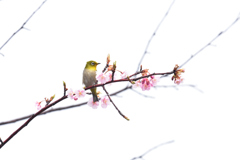 メジロ（５）