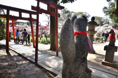 道明寺梅景色（５）