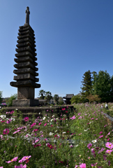 コスモス寺ー７