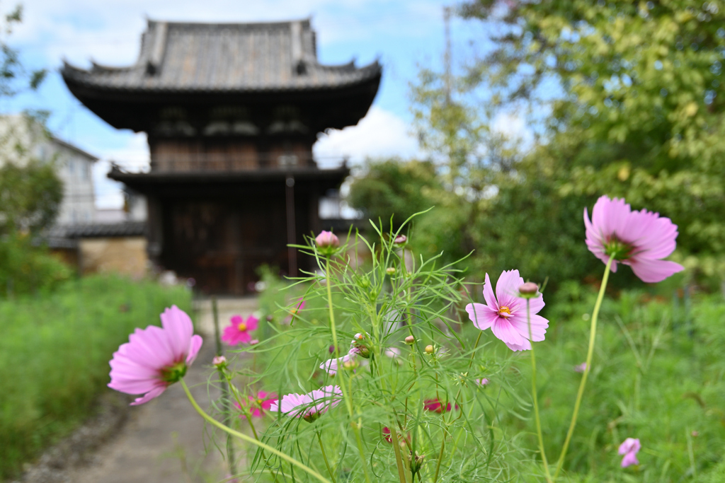 般若寺の秋（５）