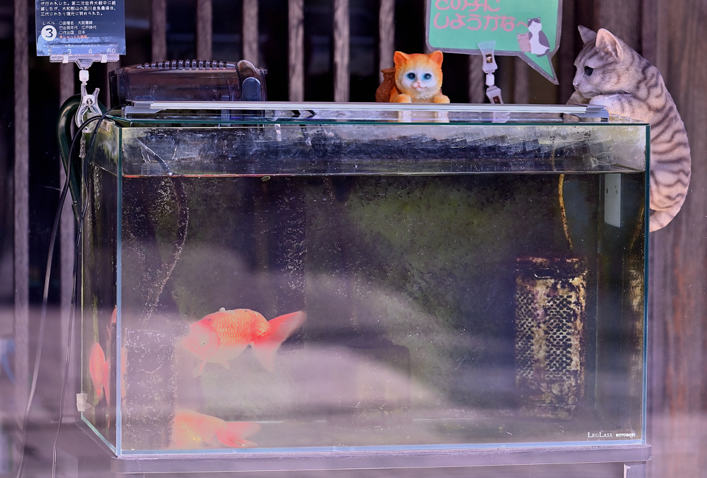 金魚を愛する街（４）