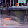 金魚を愛する街（４）