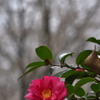 山茶花（７）