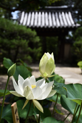 蓮花の唐招提寺（１）