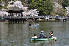 奈良公園の春（２）