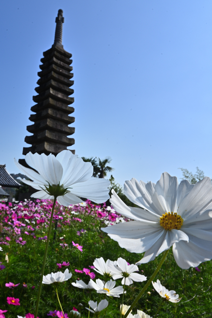 コスモス寺にて（１２）