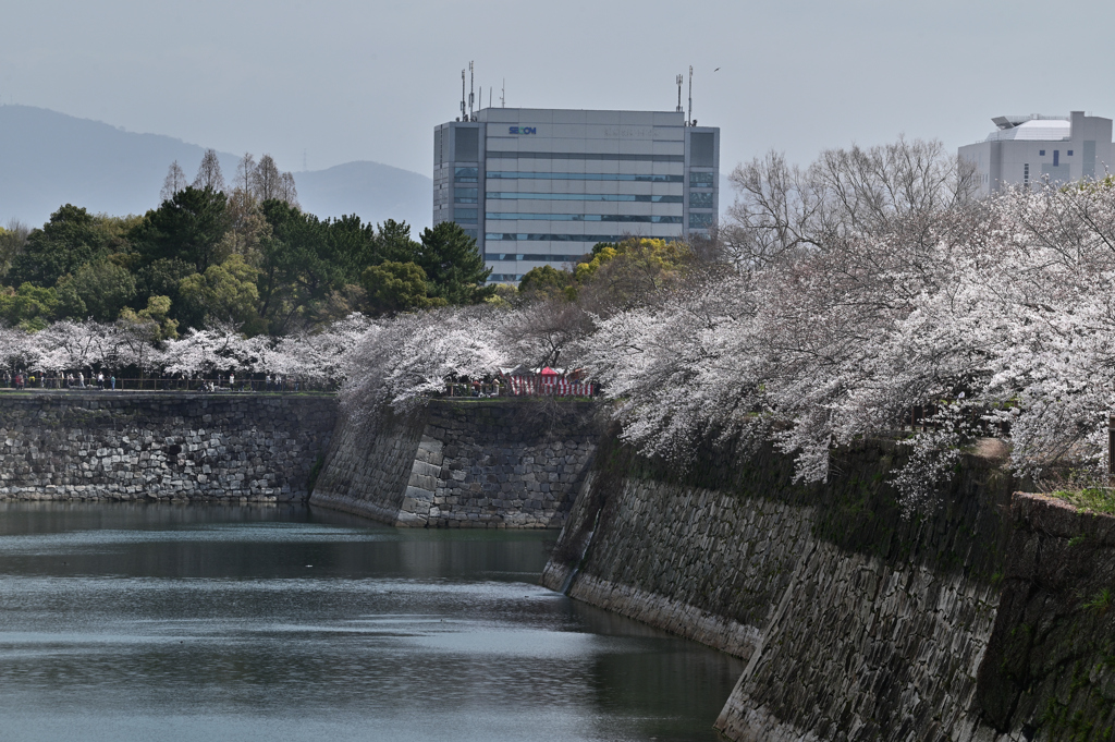 桜の咲く頃（３）