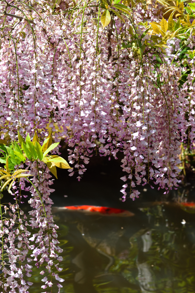 藤かおる萬葉植物園（３）