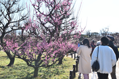 大阪城梅林にて（２）
