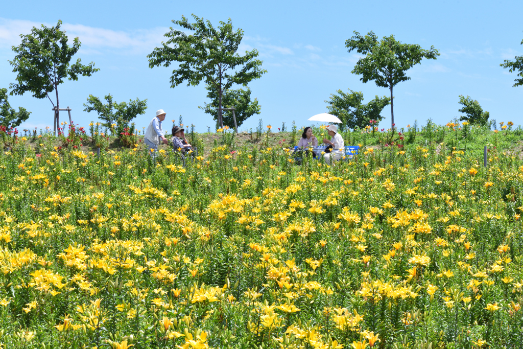 舞洲　ユリ園（２）