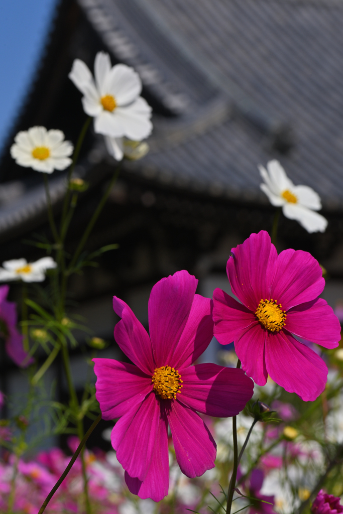 コスモス寺にて（１５）
