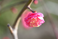 紅梅