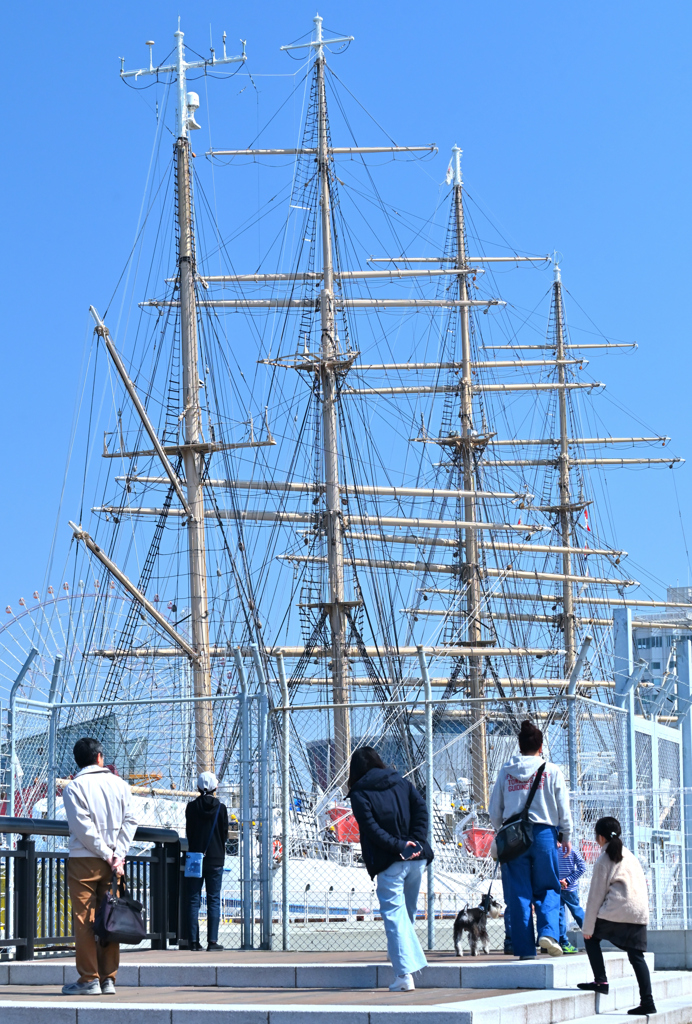 係留中の日本丸　（関係者以外立入禁止）