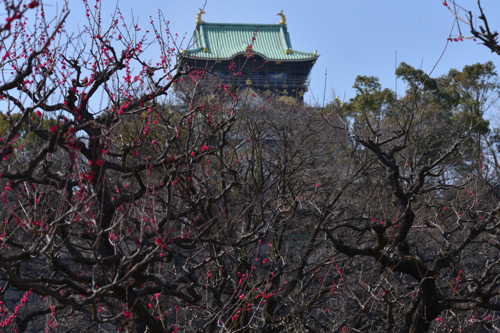 大阪城梅林（２）