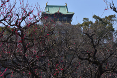 大阪城梅林（２）