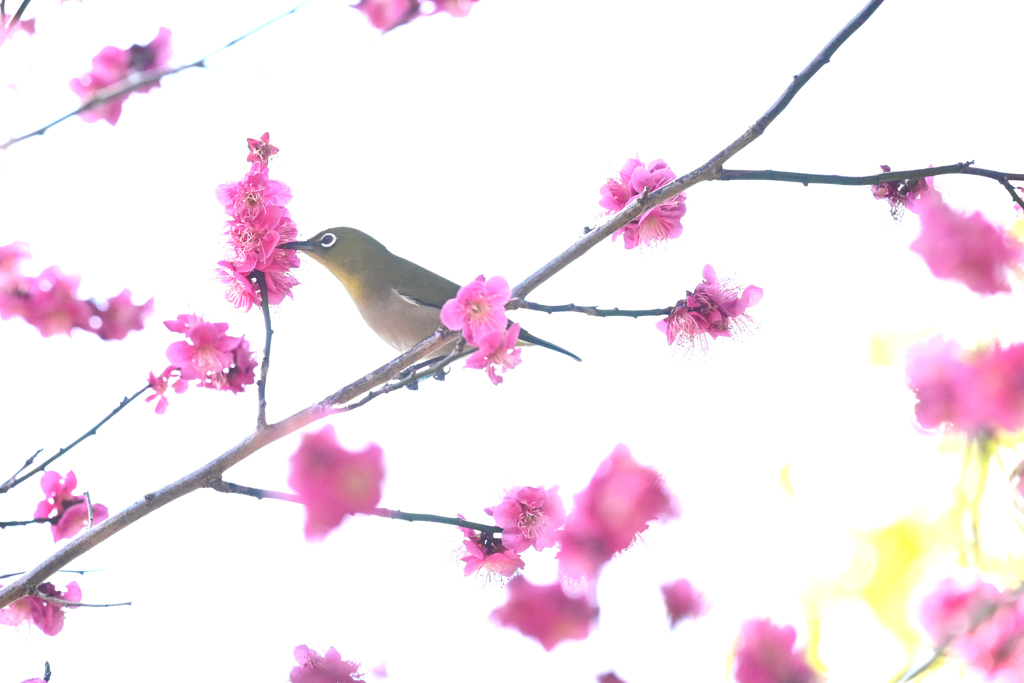 ウメジロー（０７）