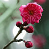 紅梅ー４