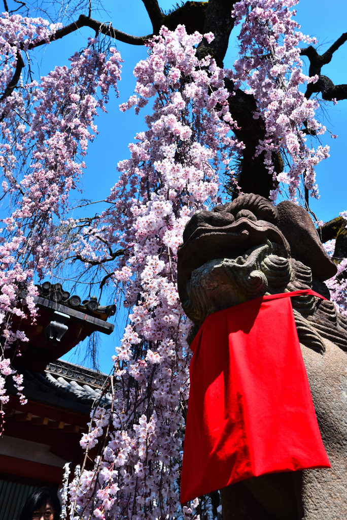 氷室の桜（２）