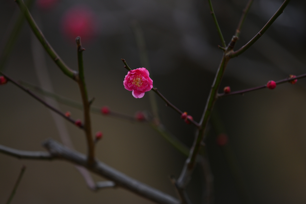 紅梅ー８